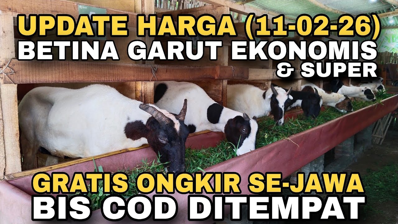 UPDATE HARGA BETINA GARUT EKONOMIS DAN SUPER, GRATIS ONGKIR SE-JAWA DAN BISA COD #dombagarut #domba 