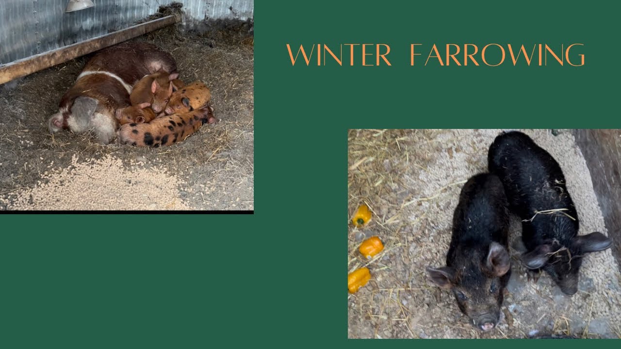 Farrowing piglets in the winter| not a good idea!