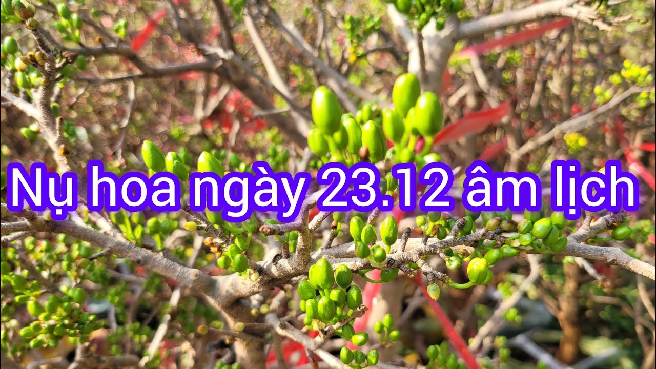 Nụ hoa chuẩn tết ng&agrave;y 23.12 &acirc;m lịch