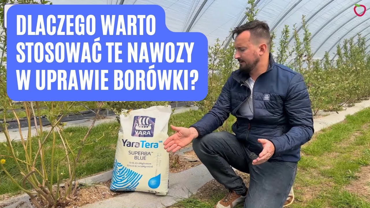 Dlaczego warto stosować te nawozy w uprawie borówki?