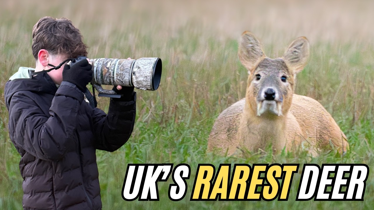 I Found the UK's RAREST Deer!