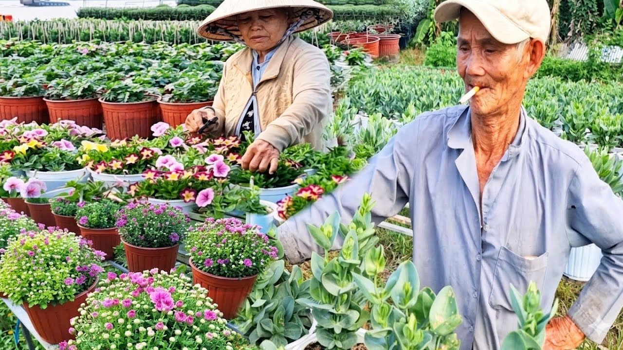 Xôn Xao Làng Hoa An Thạnh Đón Tết – Nhiều loài Hoa Khoe Sắc Đón Tết 2026