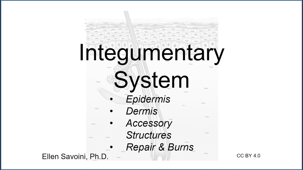 Integumentary System (BIO 201 Human Anatomy & Physiology I)