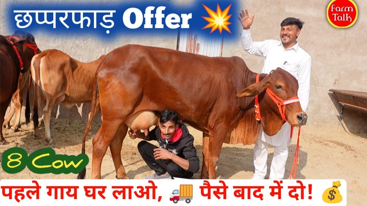 पहले गाय बाद में पैसे 💰 8 साहीवाल, थारपारकर और गिर गाय 🐮 Dilkhush Dairy Farm 👉 Free Transport 🚚 #Cow