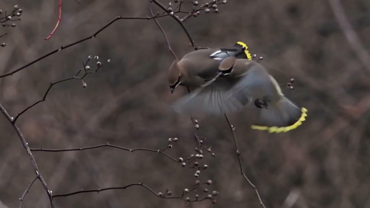Cedar Waxwings ( 2M of Nature)