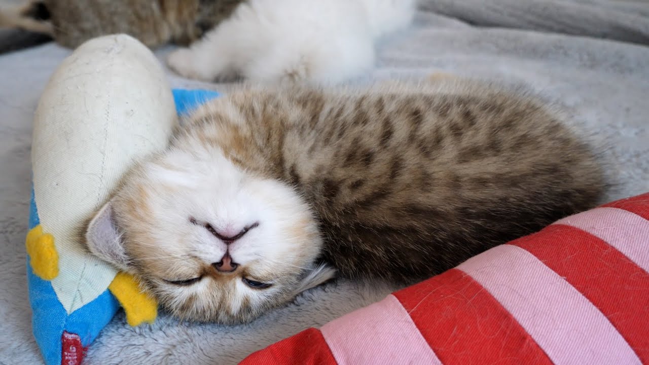 Cute kitten sleeping comfortably in a strange position...