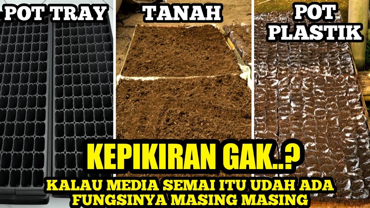 MACAM MACAM MEDIA SEMAI | CARA MENANAM CABE