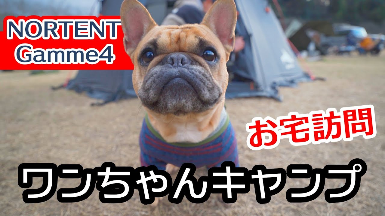 【ノルテントギャム4】使い勝手は？人気ドームテントにワンちゃんとソロキャンプ　キャンパー取材
