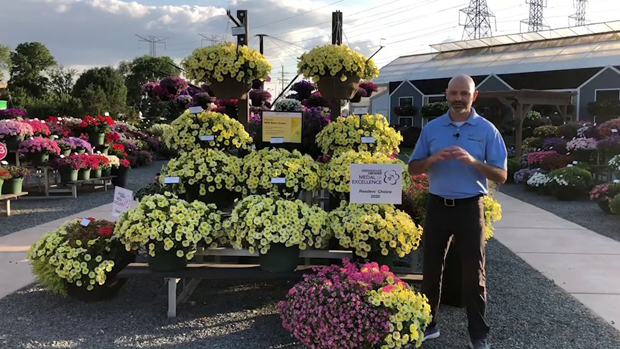 Bees Knees yellow petunia - Summer 2020