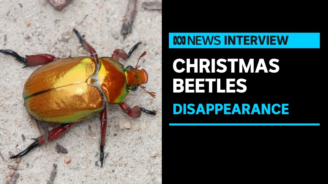 Growing concerns Christmas beetles are disappearing | ABC News