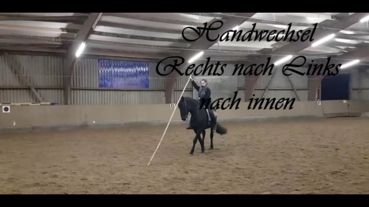 Murgesen-Junghengst an der Garrocha