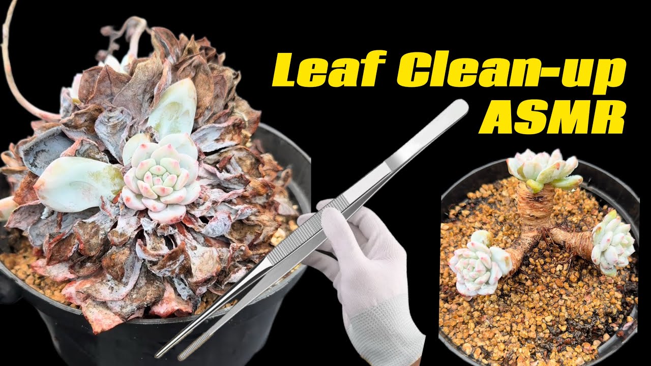 Leaf Clean-up ASMR ·Succulent Care | Healing