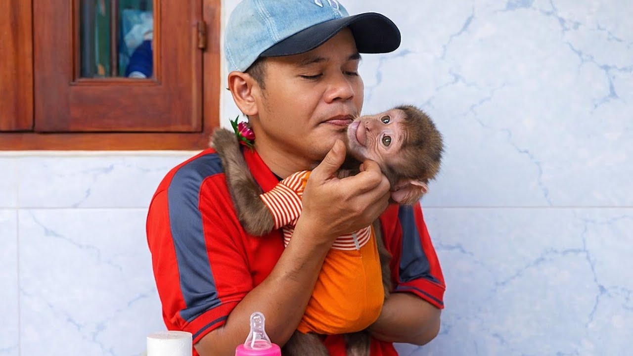 Baby Monkey Cubin Hugs His Dad Like a Real Child ❤️ This Will Melt Your Heart