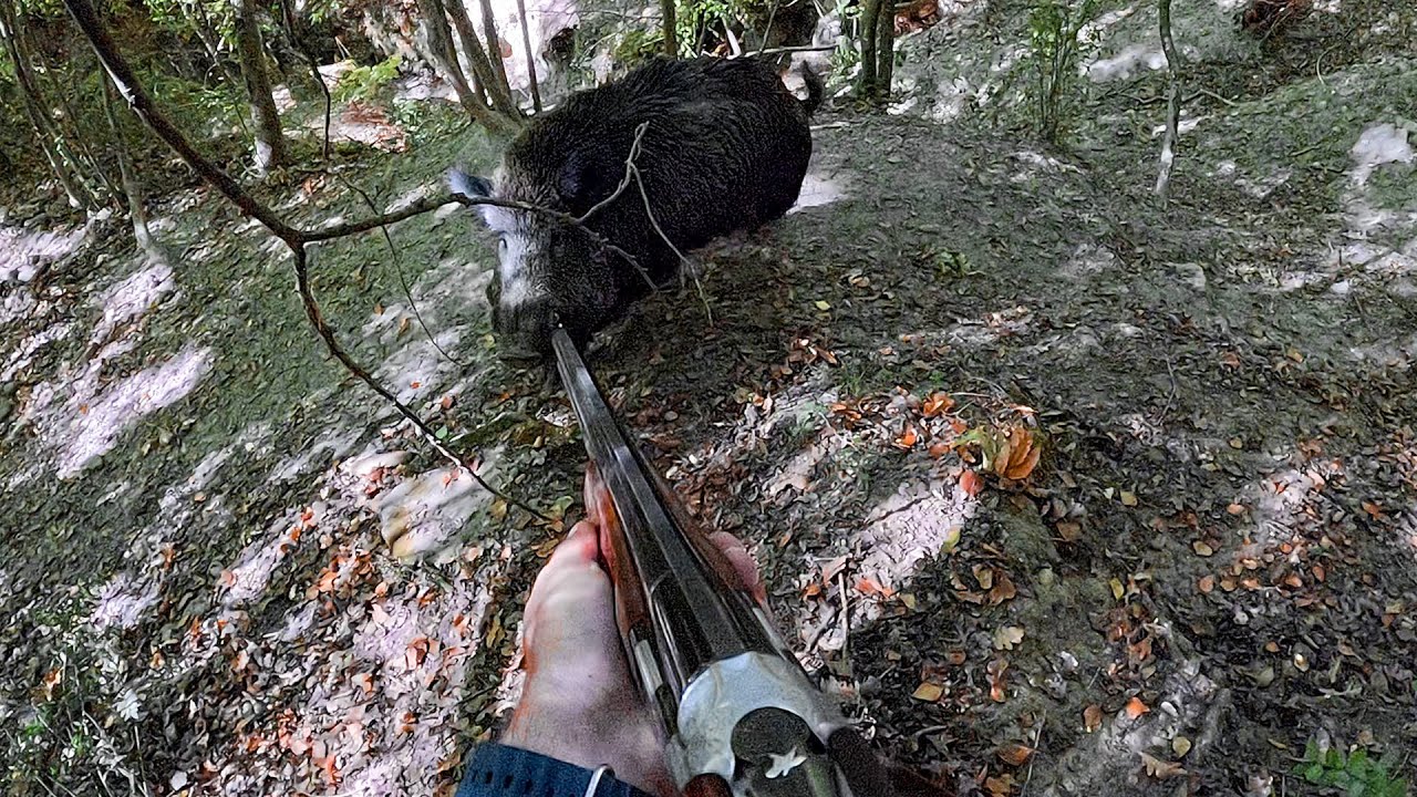 Caccia al cinghiale: Cinghiale carica prima il cane e poi me | Caccia con i segugi maremmani
