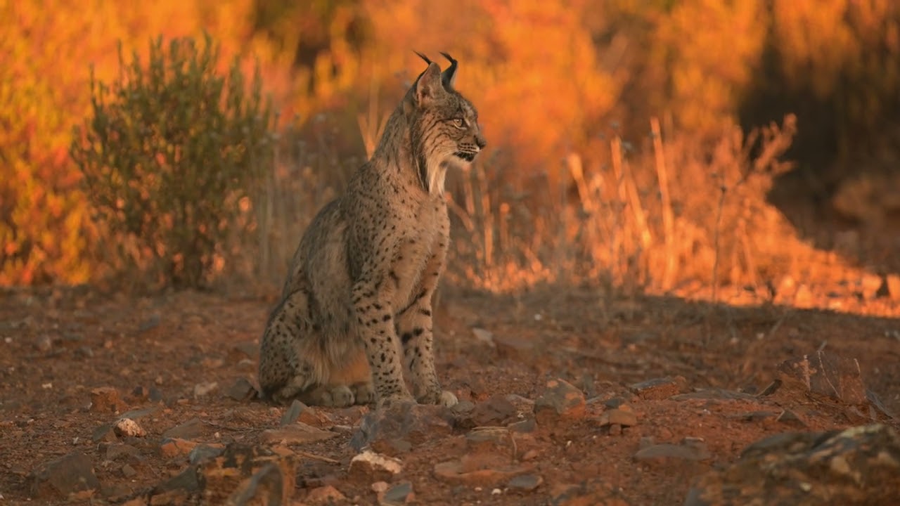 affut lynx en Espagne - Septembre 2023