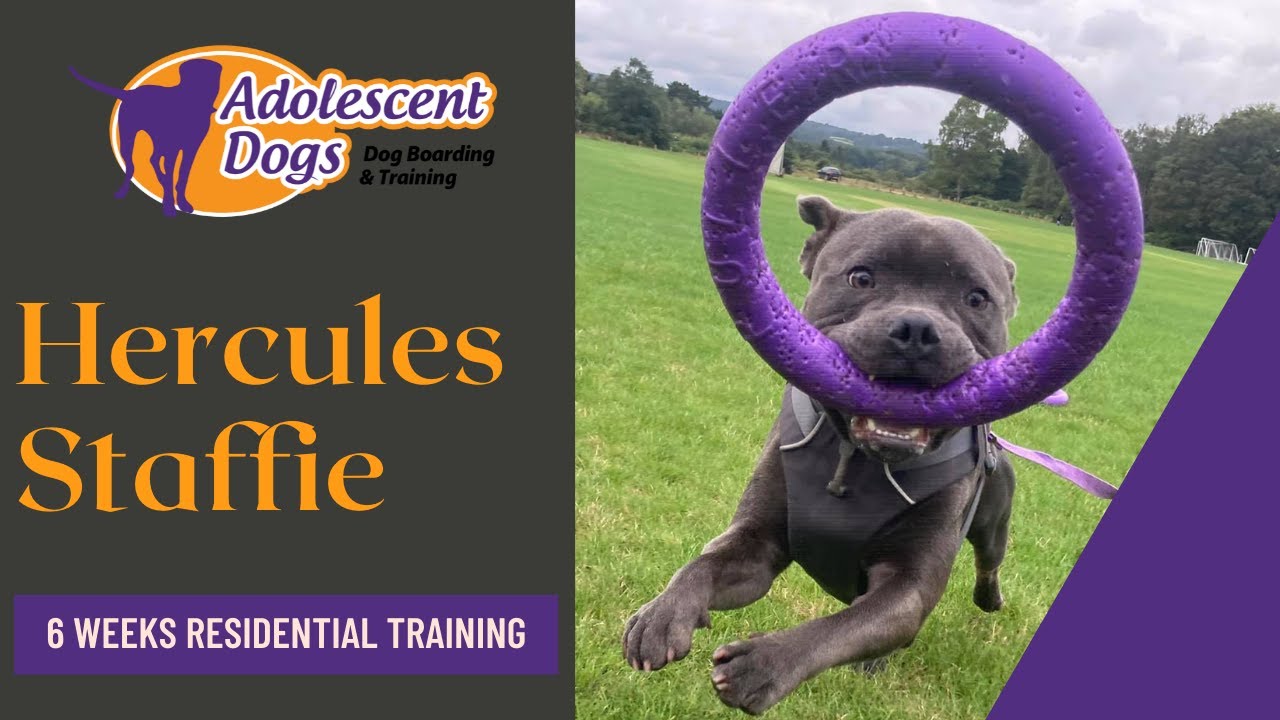 Hercules the Staffordshire Bull Terrier - 6 Weeks Residential Dog Training
