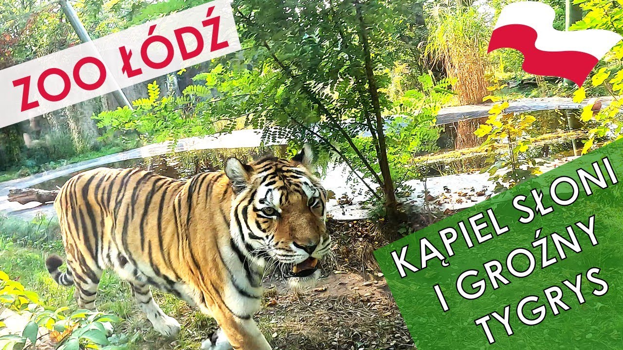🦒 Zoo Łódź 🐘 💰 Czy warto wydać tyle na bilet?  Sprawdzamy! 🕵️‍♂️ - Polska Vlog #2