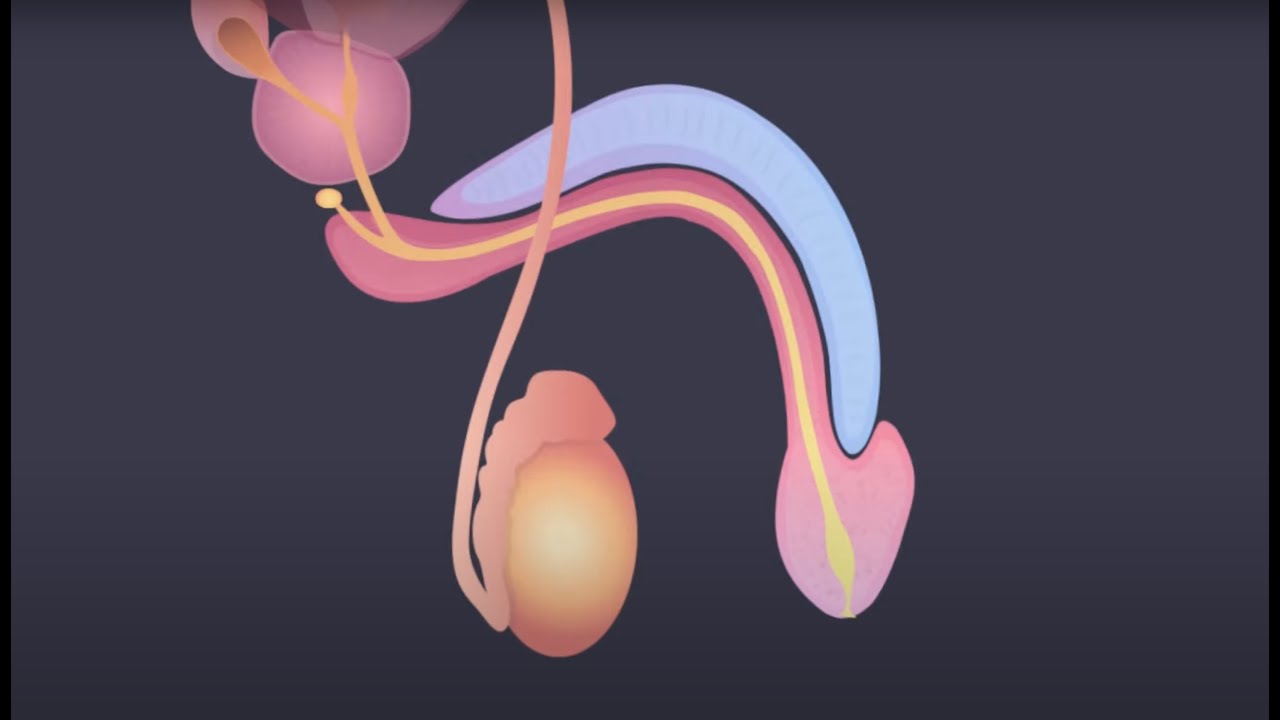 Pathway of Sperm การเดินทางของอสุจิ(ในร่างกายเพศชาย)