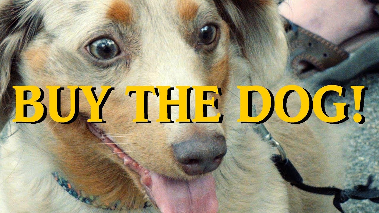 Buy the Dog!