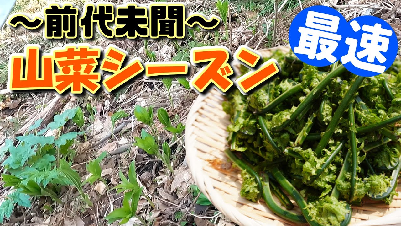 【山菜】１０年ぶり！あの王様級の山菜が過去最速で採れました！
