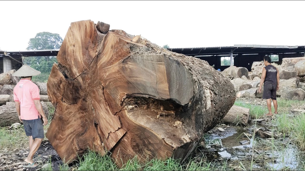 Kayu raksasa di tukar mobil mewah setelah proses penggergajian bandsaw raksasa