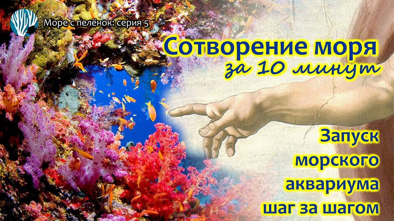 Всё о запуске морского аквариума за 10 минут