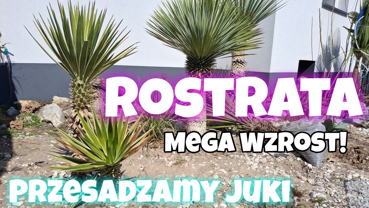 Juki! Agawy! Opuncje! Zmiany W Naszej 