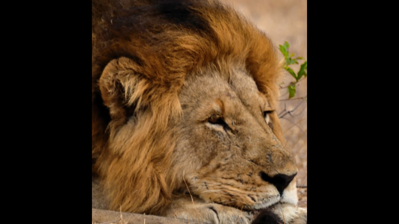 Kruger National Park -Call of the wild EP 2