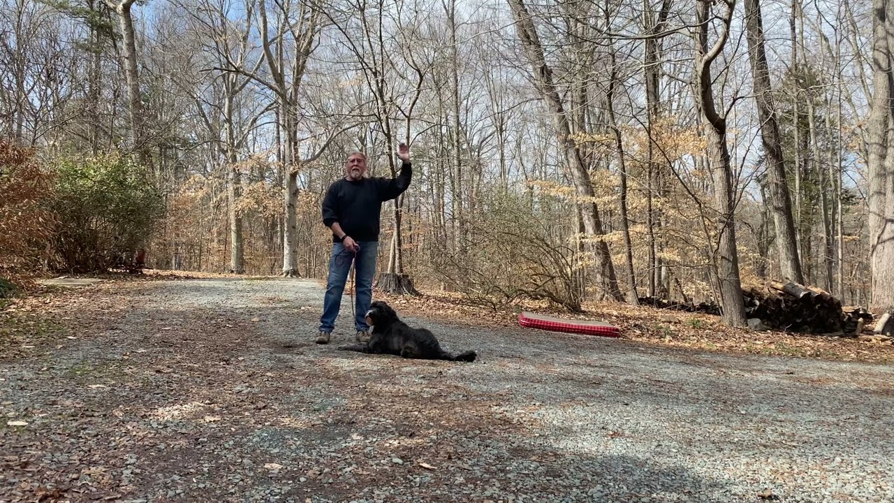 GoldenDoodle - Blue Heeler Cross Dog Training Hays NC | Tucker