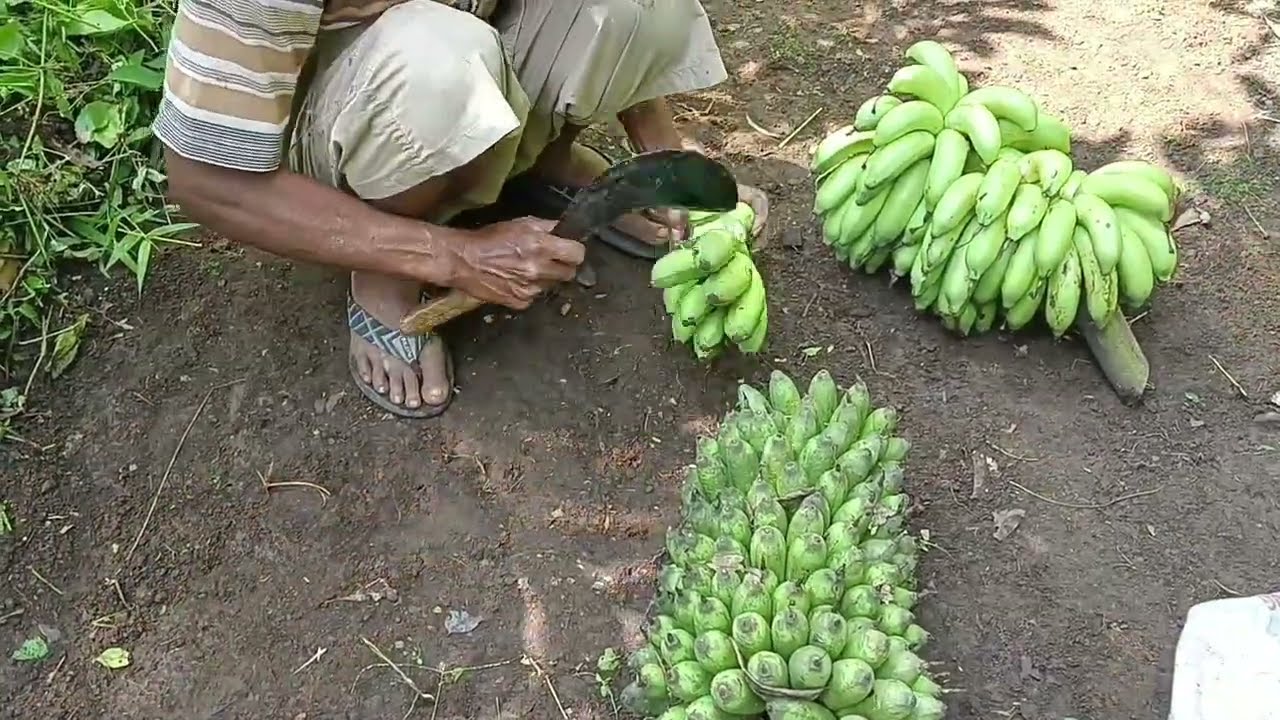 Petani pisang🍌
