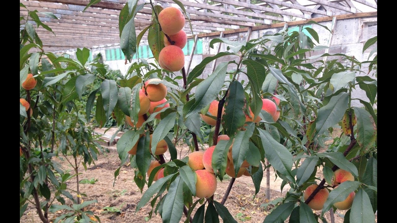 Organic fruit indoor orchard in unheated greenhouse in cold climate