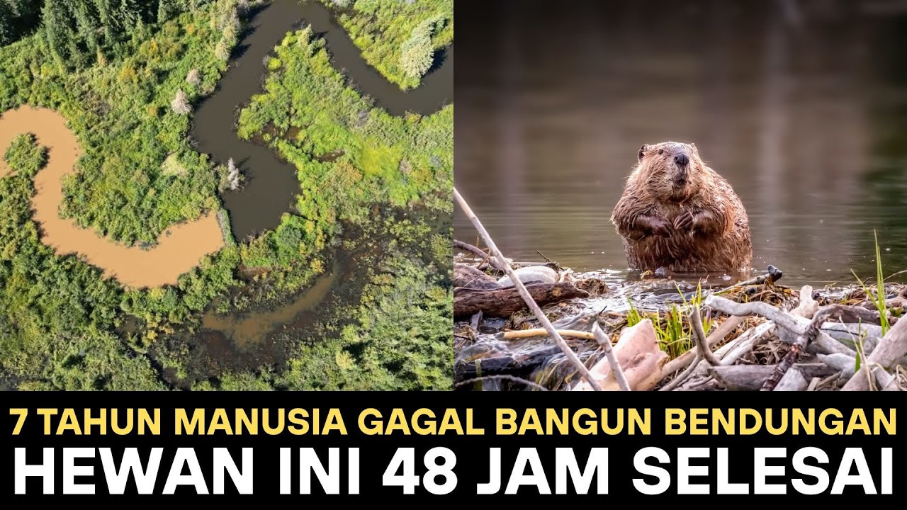 7 Tahun Manusia Gagal Bangun Bendungan, Biwara (BEAVERS) 48 Jam Selesai