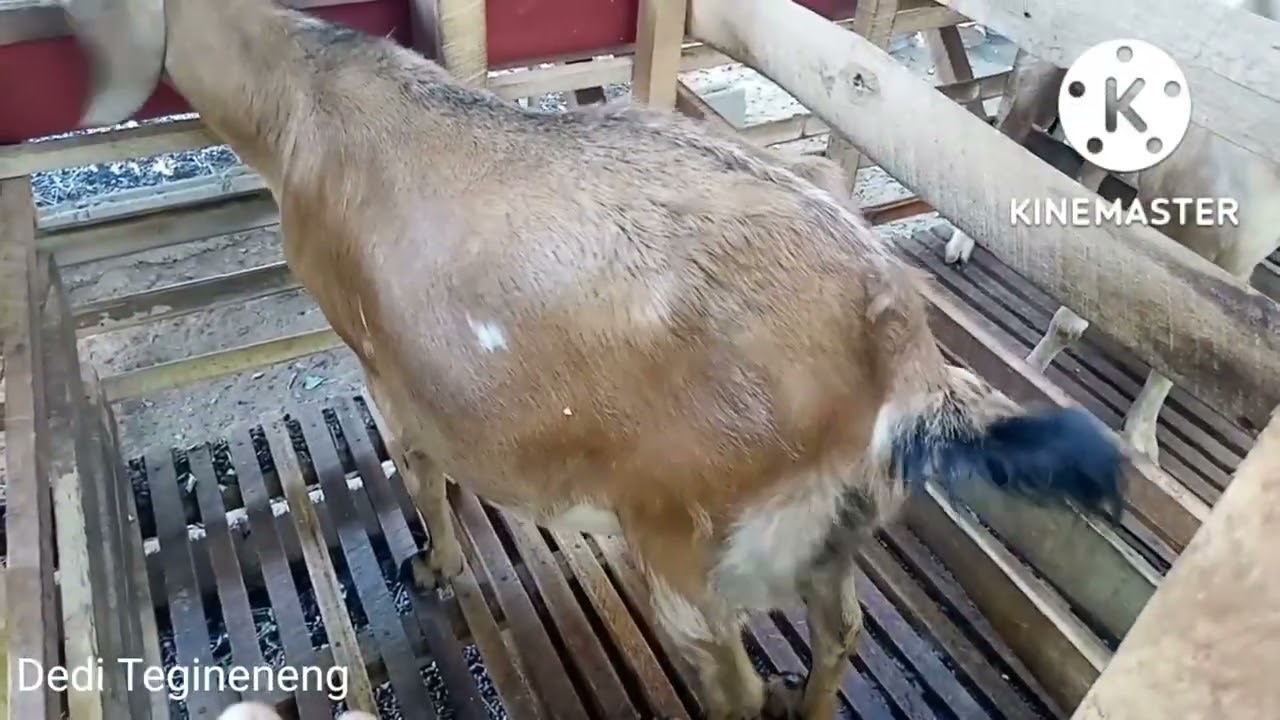 Ciri ciri kambing akan melahirkan