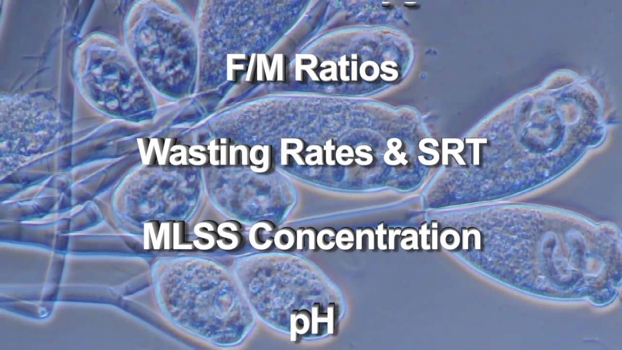 Wastewater Microbiology