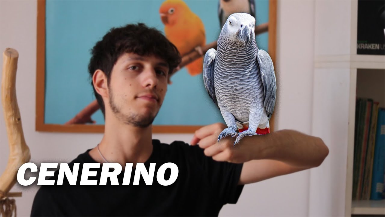 Cosa Ne Penso del CENERINO