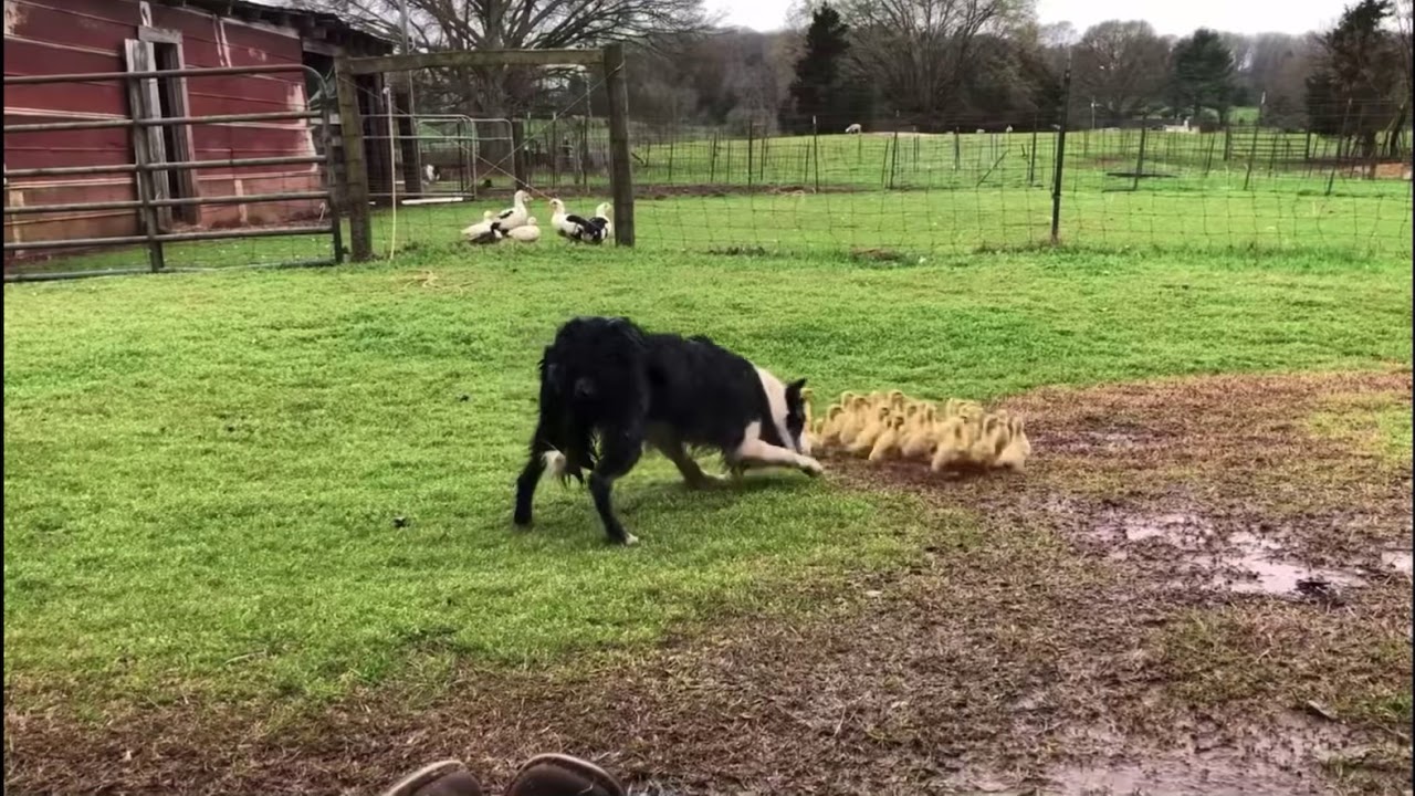 Border collie herding ducklings!
