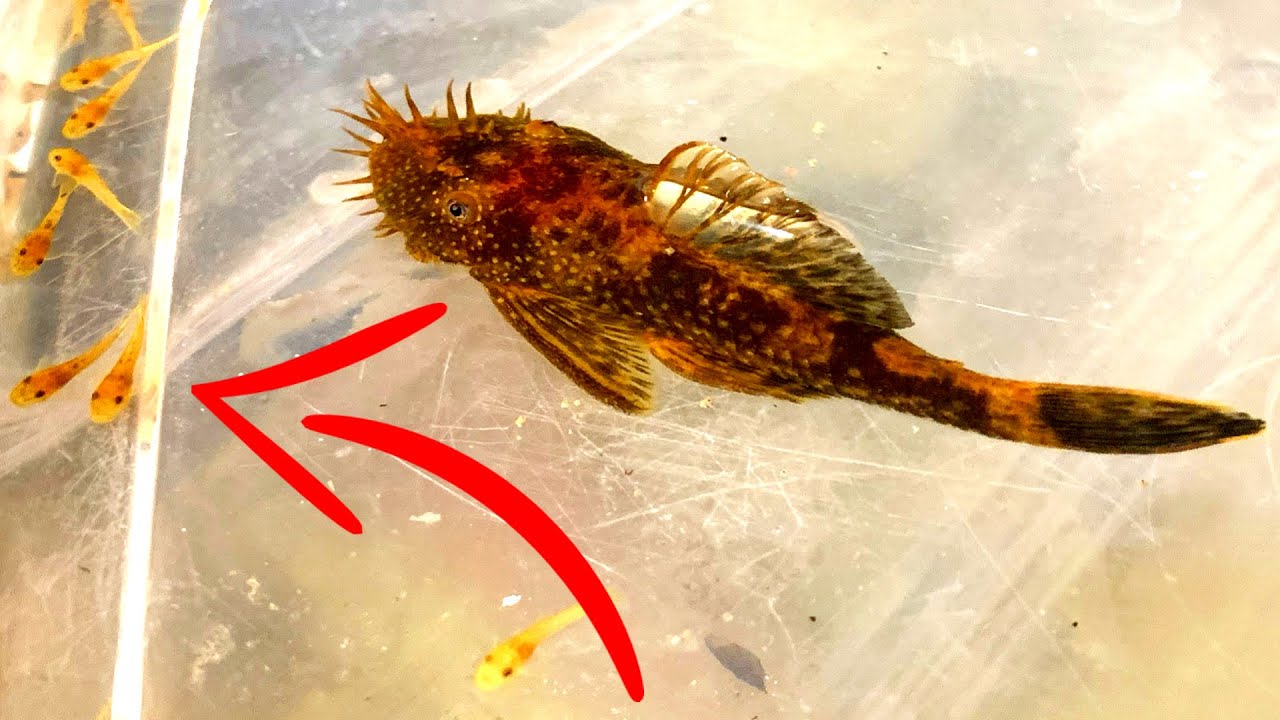 Bristlenose Plecos - ВСЁ, ЧТО ВЫ ХОТИТЕ ЗНАТЬ!