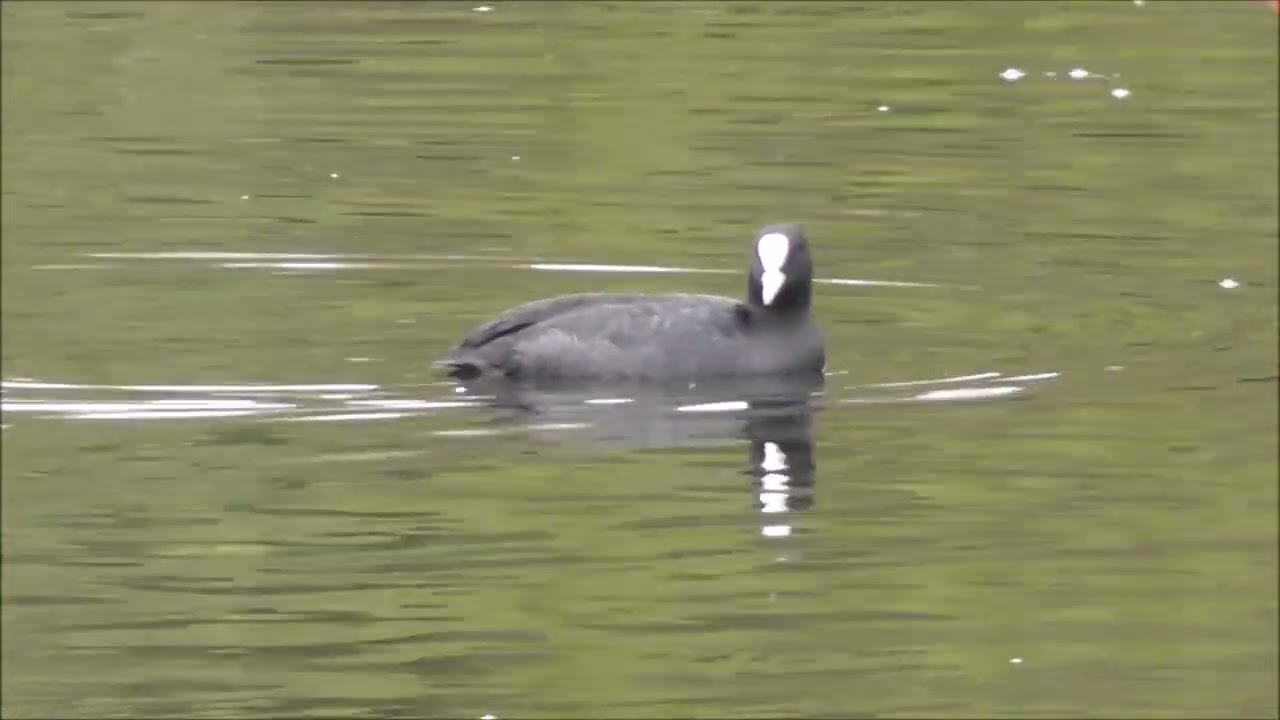 Blässhuhn