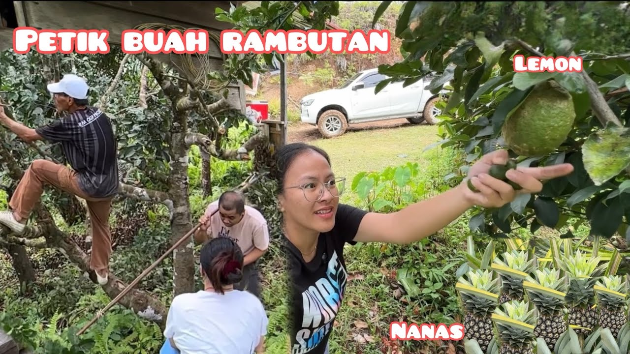 SURPRISE INAI DAN AMAI DI KEBUN | TOUR KEBUN NANAS INAI