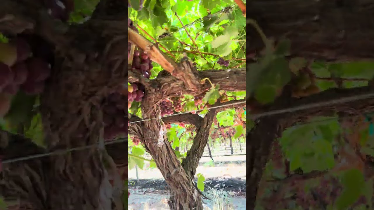 Bonita cosecha de uva, ￼￼