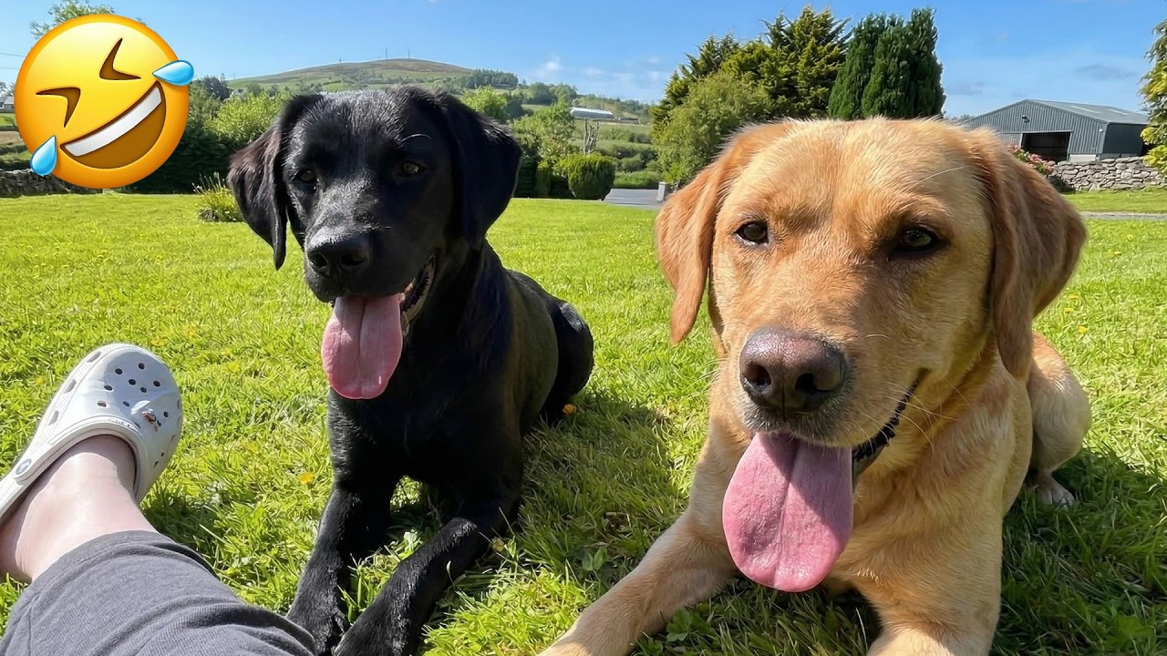 Best Funny Cats & Dogs 🐶🐱 2026 | Try Not To Laugh Challenge 😂