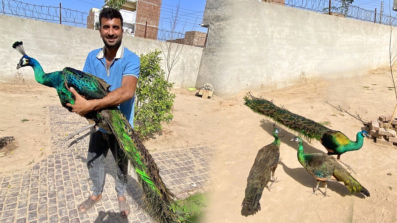 Mini Zoo Main Jawa Peacocks A Gaiy😍