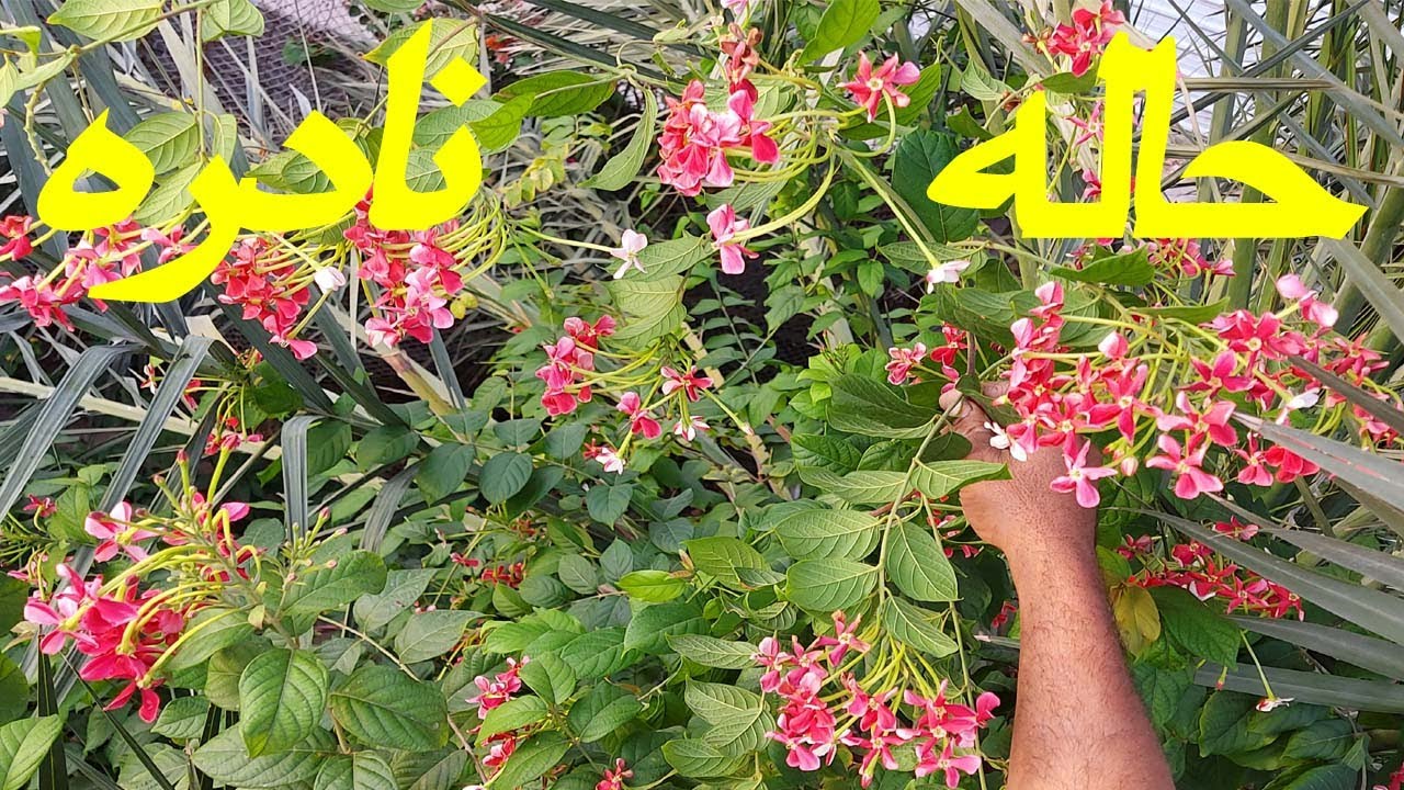 حاله نادره في متسلق الياسمين الاحمر