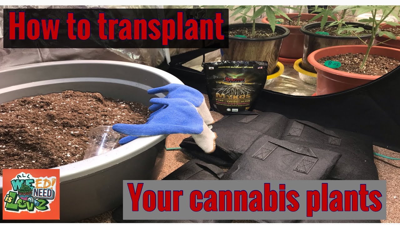 How to transplant your cannabis plants!!! Week 7 last transplant before flipping to flower.