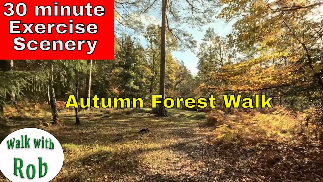 A 30 minute Autumn Virtual Excercise Walk in the Forest