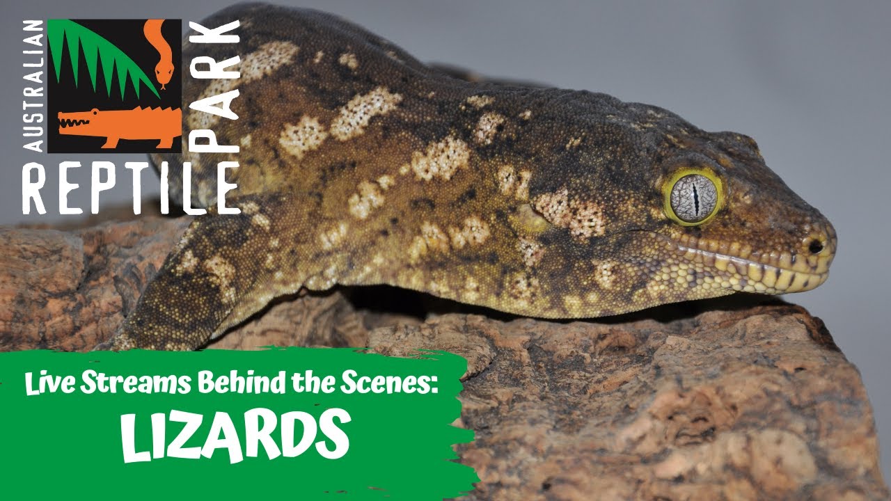 LIZARDS (LIVE FOOTAGE) | AUSTRALIAN REPTILE PARK