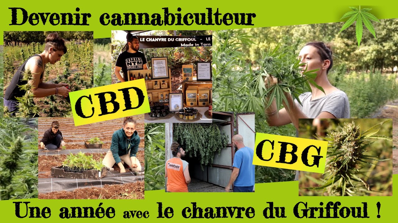 Devenir cannabiculteur !  Une ann&eacute;e avec des producteurs de CBD