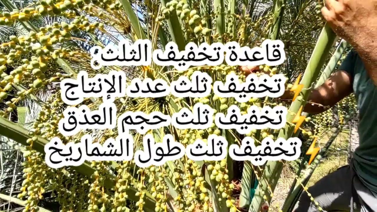 طريقة خف ثمار النخيل وأهميتة/عامر العويسي