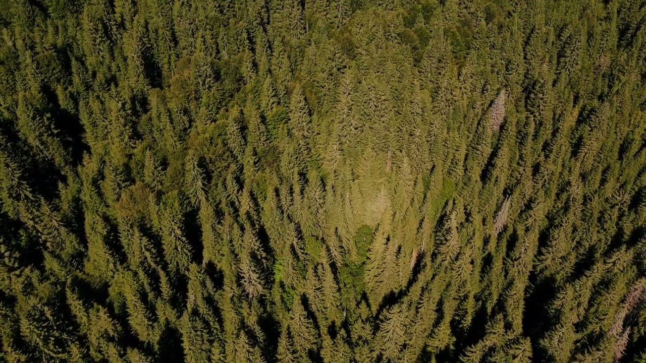 Parajd mad&aacute;rt&aacute;vlatb&oacute;l