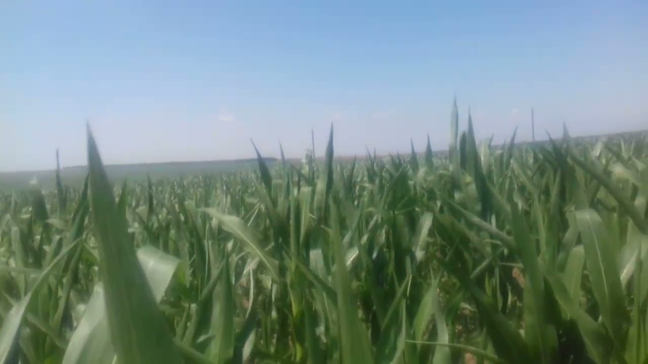 🙏  ☆PE SECETĂ PRELUNGITĂ ☆         PORUMB ÎN MINIMTIL @ PORUMB ÎN ARĂTURĂ 😔 ȚĂRANUL =TALPA ȚĂRII 👪❤